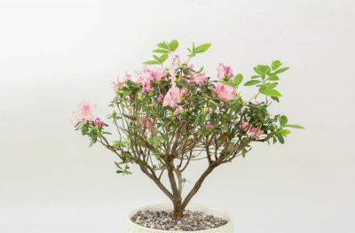 ​杜鹃修剪时间和方法