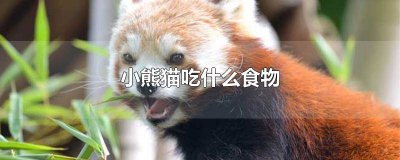 ​小熊猫主要吃什么食物为主 小熊猫 吃啥