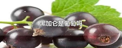 ​黑加仑属于葡萄吗? 黑加仑算是葡萄吗?