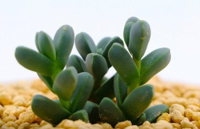 ​多肉鹿角海棠怎么养？