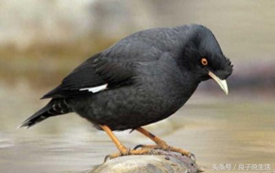 ​想买一只会说话的八哥鸟得花多少钱，你知道吗？