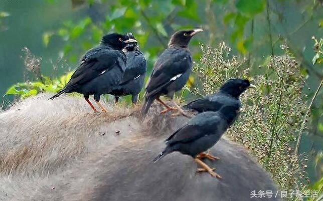 想买一只会说话的八哥鸟得花多少钱,你知道吗?