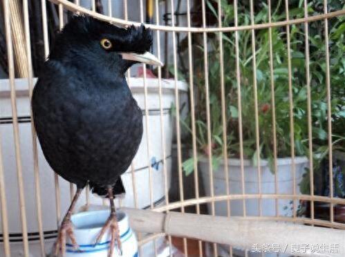 想买一只会说话的八哥鸟得花多少钱,你知道吗?