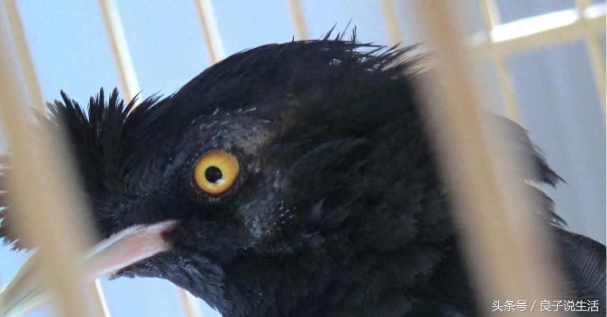 想买一只会说话的八哥鸟得花多少钱,你知道吗?