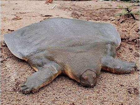 国家一级保护动物-鼋