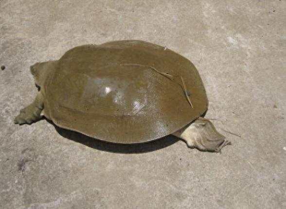 国家一级保护动物-鼋