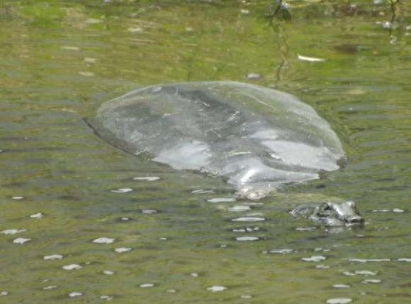 国家一级保护动物-鼋