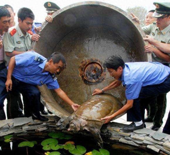 国家一级保护动物-鼋