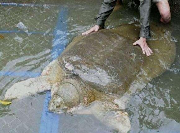 国家一级保护动物-鼋