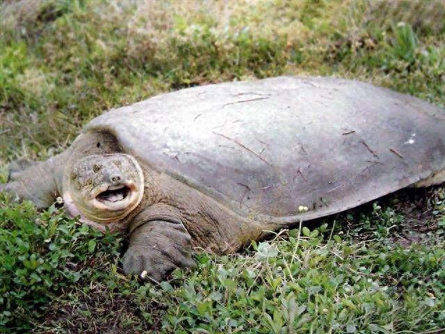 国家一级保护动物-鼋