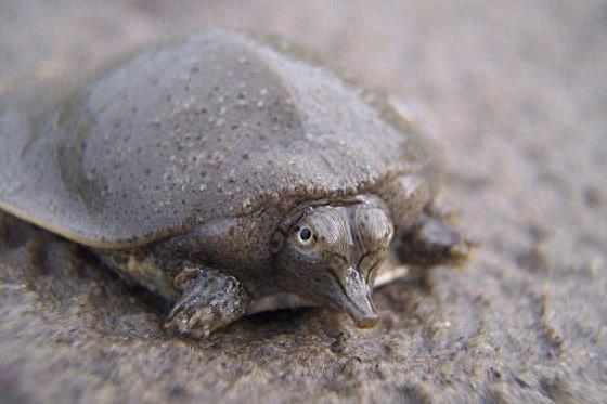 国家一级保护动物-鼋