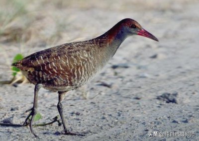 ​蓝胸秧鸡百科知识，中国秧鸡科鸟类之一