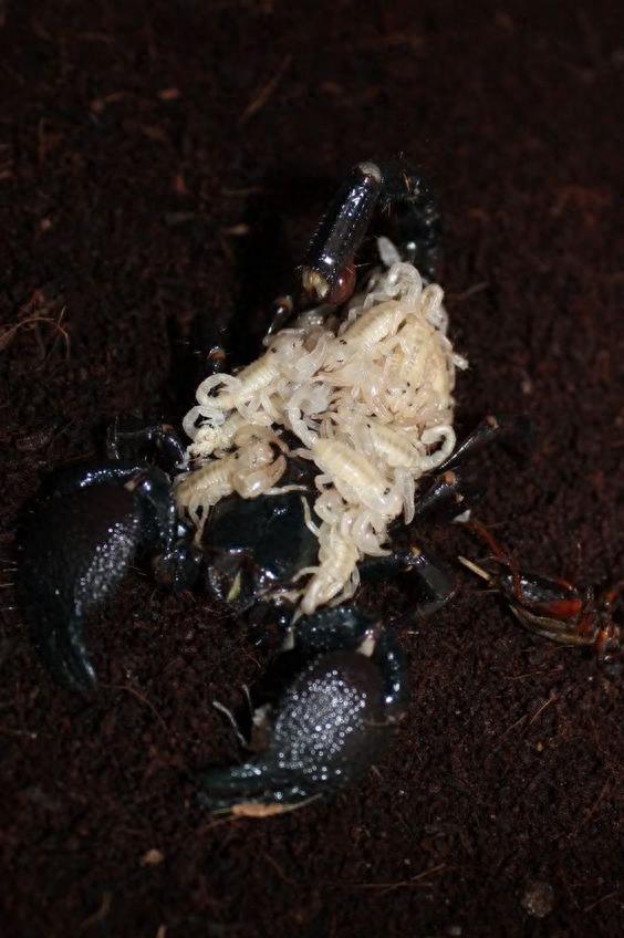 帝王蝎 神奇的荧光蝎子