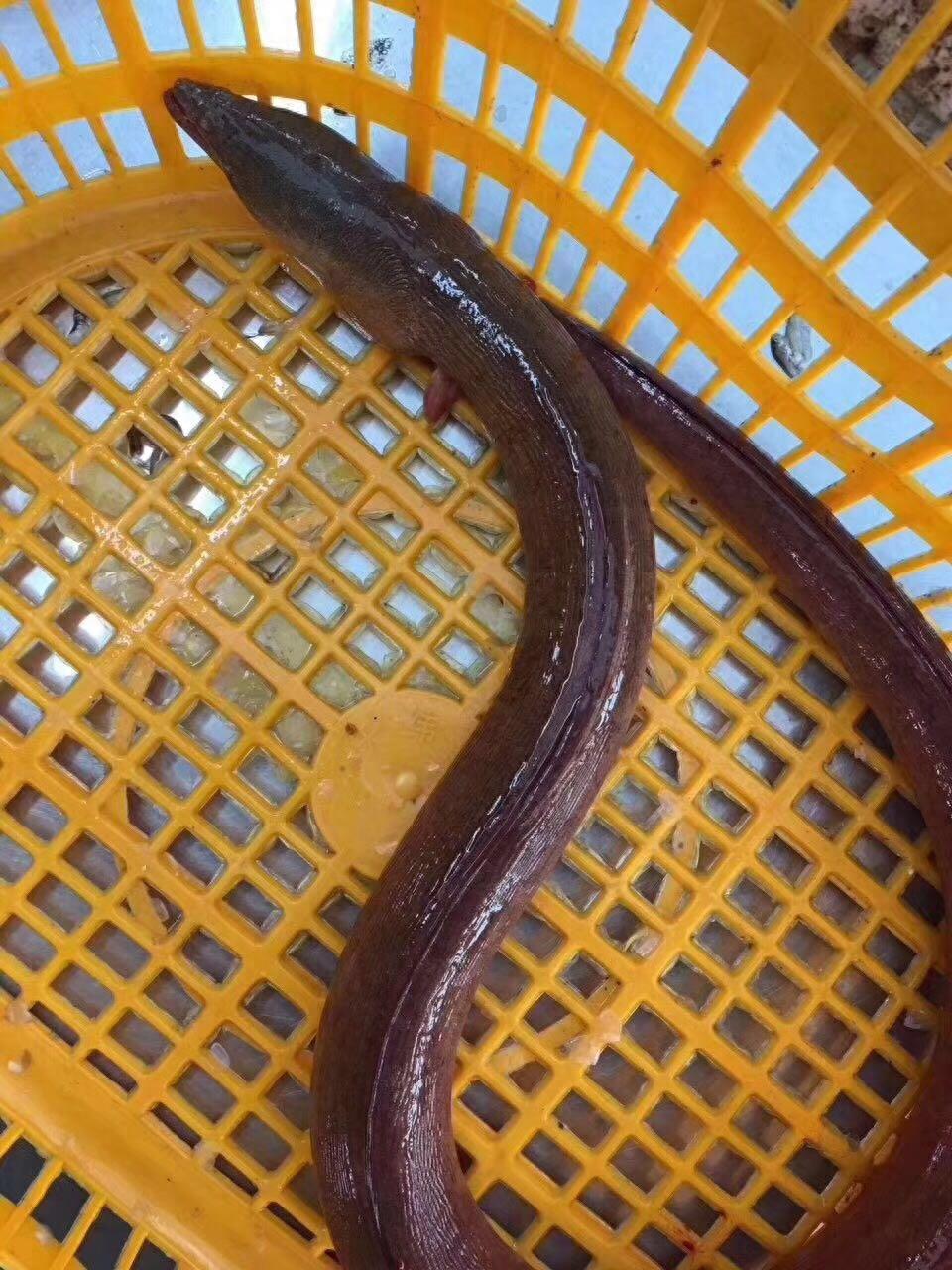 土龙，人间“精品”