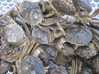 ​螃蟹养殖的成本，利益等具体概况你知道吗？