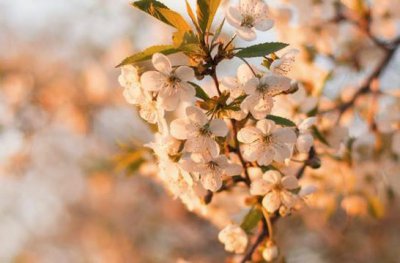 ​芒果我已经准备好了是什么梗 你站在此地不要走动