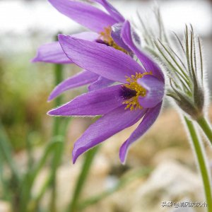 ​揭秘紫萱草：神秘的花卉传说与科学真相