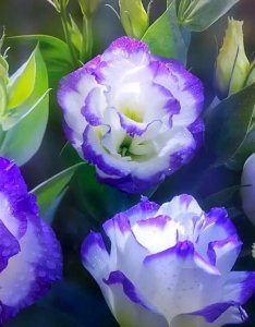 ​粉色洋桔梗、紫色洋桔梗、绿色洋桔梗等 「附图」