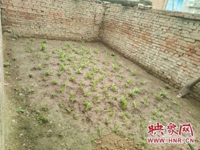 ​“大烟苗”当菜吃 周口一老人做了件糊涂事