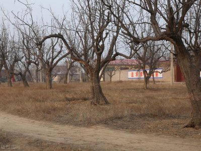 ​枣树怎么种？学会4个步骤，春秋2季都可种枣树