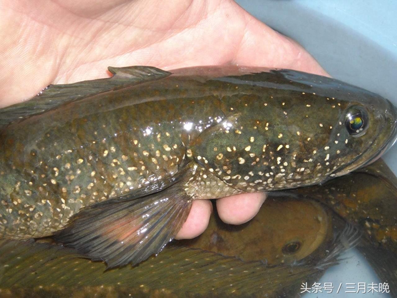 七星鱼:农村逐渐消失的珍贵鱼种,无氧可存活中医认为可补肾!
