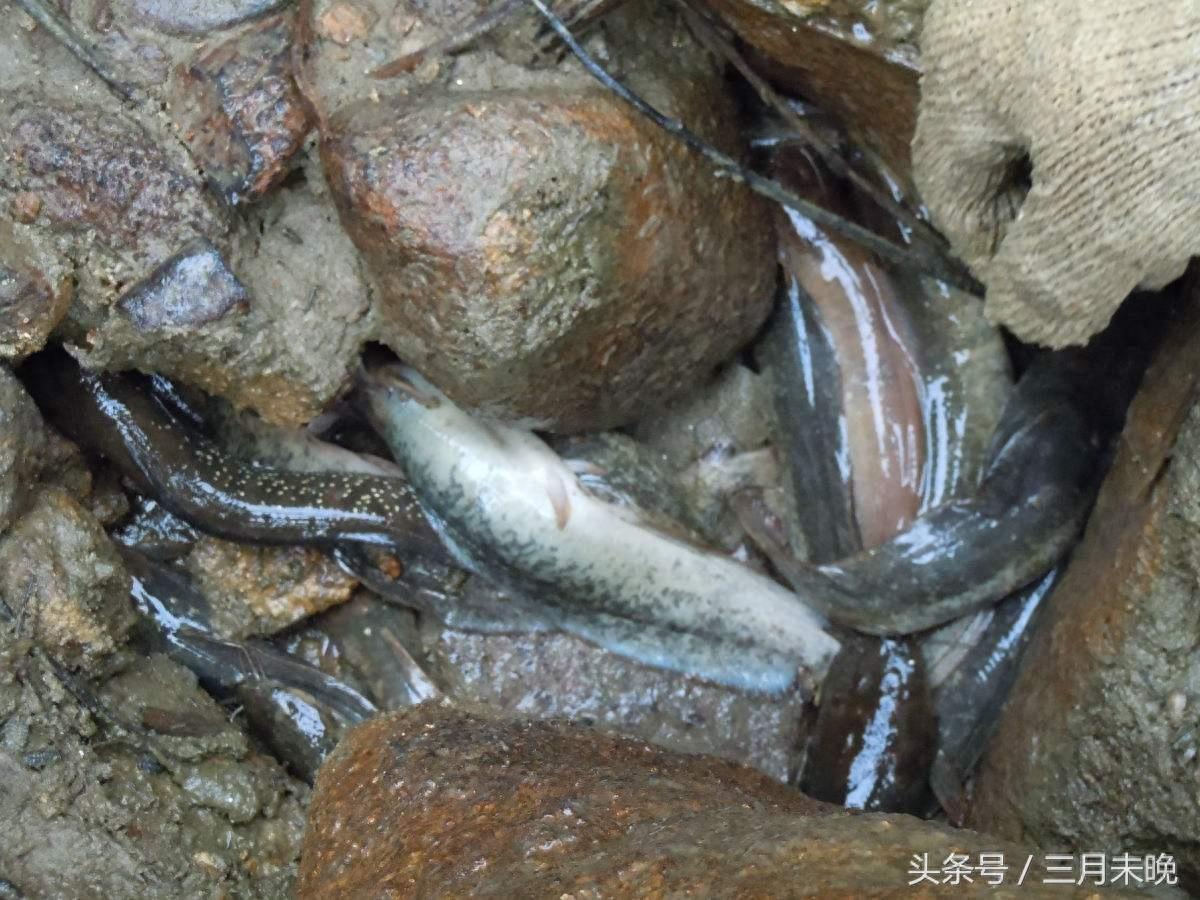 七星鱼:农村逐渐消失的珍贵鱼种,无氧可存活中医认为可补肾!