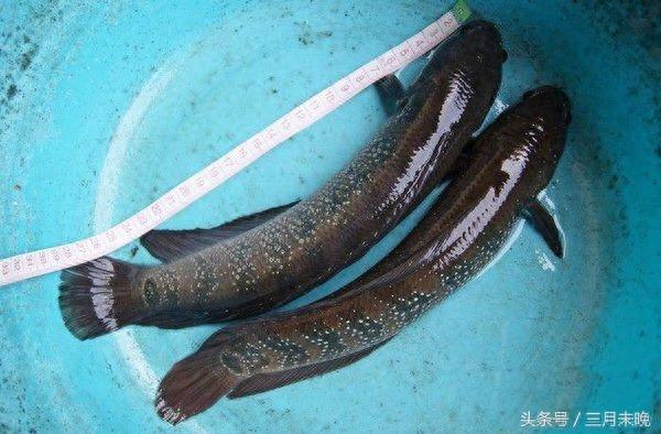 七星鱼:农村逐渐消失的珍贵鱼种,无氧可存活中医认为可补肾!