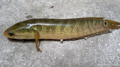 ​七星鱼：农村逐渐消失的珍贵鱼种，无氧可存活中医认为可补肾！