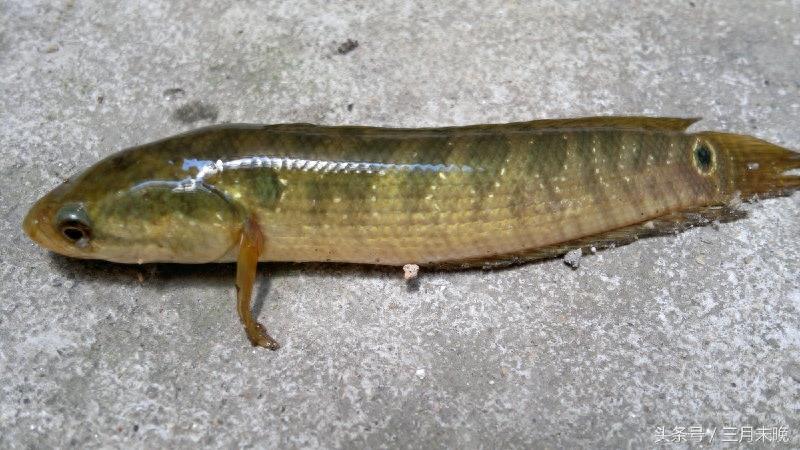 七星鱼:农村逐渐消失的珍贵鱼种,无氧可存活中医认为可补肾!