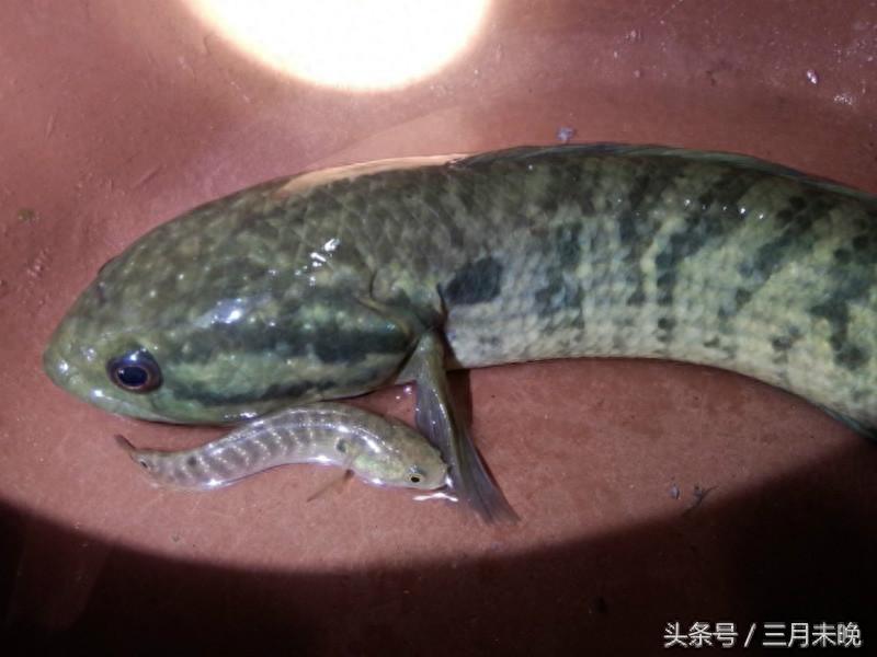 七星鱼:农村逐渐消失的珍贵鱼种,无氧可存活中医认为可补肾!