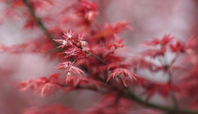 ​群头衔名称小清新2个字 唯美古风群头衔名字整理