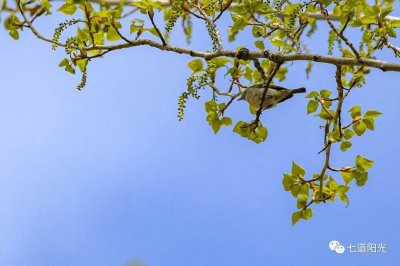 ​枝头跳跃的灵巧歌手-黄腰柳莺（文末听其美妙歌声）