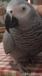 ​顶嘴的小灰，聪明的小灰，神奇的小灰