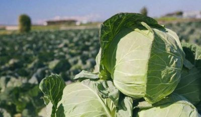 ​甘肃的高原夏菜