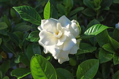 ​如何修剪栀子花？