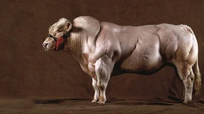 ​魔鬼筋肉牛：人类改造出来的怪物，世界上最强壮的牛，你敢吃吗？