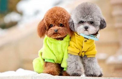 ​泰迪犬颜色这么多，哪几种颜色最受欢迎，价格最贵？