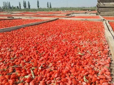 ​宁夏枸杞简介