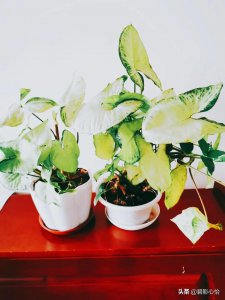 ​如何才能养好一盆葱郁繁茂的合果芋，注意几个技巧就可以轻松搞定