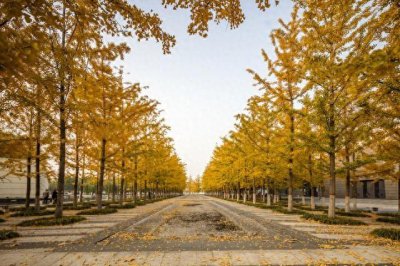 ​成都银杏酒店管理学院简介