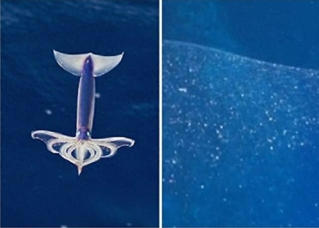 海底发现不明的“海底大泡泡”，是世界上最大的动物卵