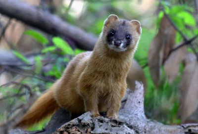 ​在很多农村都说黄鼠狼进家里，不能打，是什么原因呢？