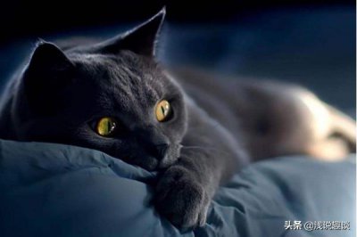 ​吸猫选《回猫》：教授家的猫儿子，拉关系、赚外快，界内泥石流！