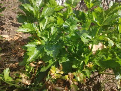​长在山里的老山芹，包饺子美味多汁，真是让人欲罢不能