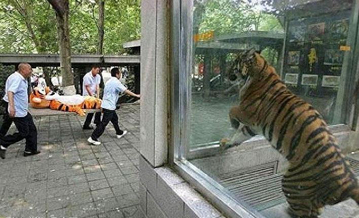 8张看起来很“荒唐”的图片，图6的老虎心情是忐忑不安