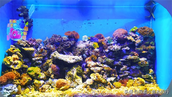 洛阳中赫海豚湾海洋公园游玩攻略
