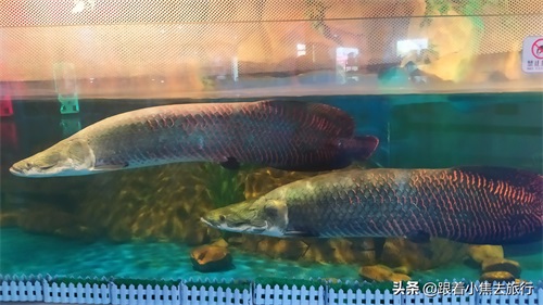 洛阳中赫海豚湾海洋公园游玩攻略