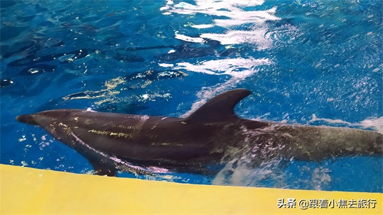 洛阳中赫海豚湾海洋公园游玩攻略