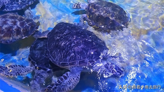 洛阳中赫海豚湾海洋公园游玩攻略