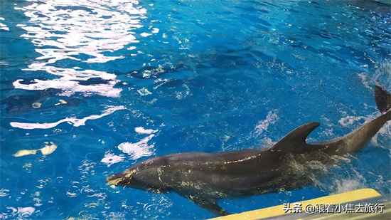 洛阳中赫海豚湾海洋公园游玩攻略